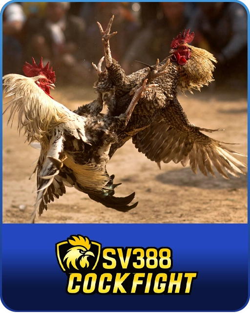 SV388 Cockfight